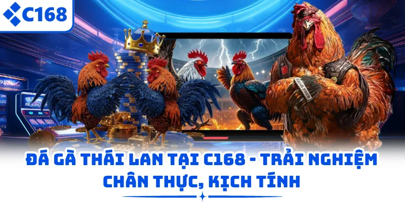 Đá Gà Thái Lan Tại C168 - Trải Nghiệm Chân Thực, Kịch Tính